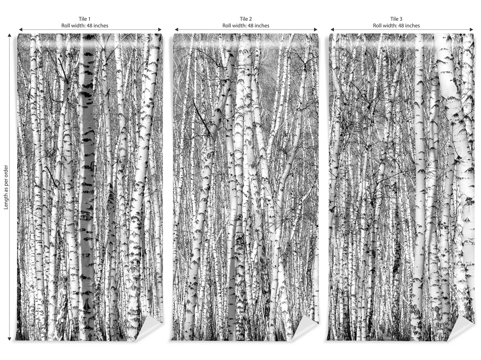 Detailed black and white birch tree photo showcasing textured white bark and forest grove patterns – high-quality photography wall art print by Mera Wala Print for home decor